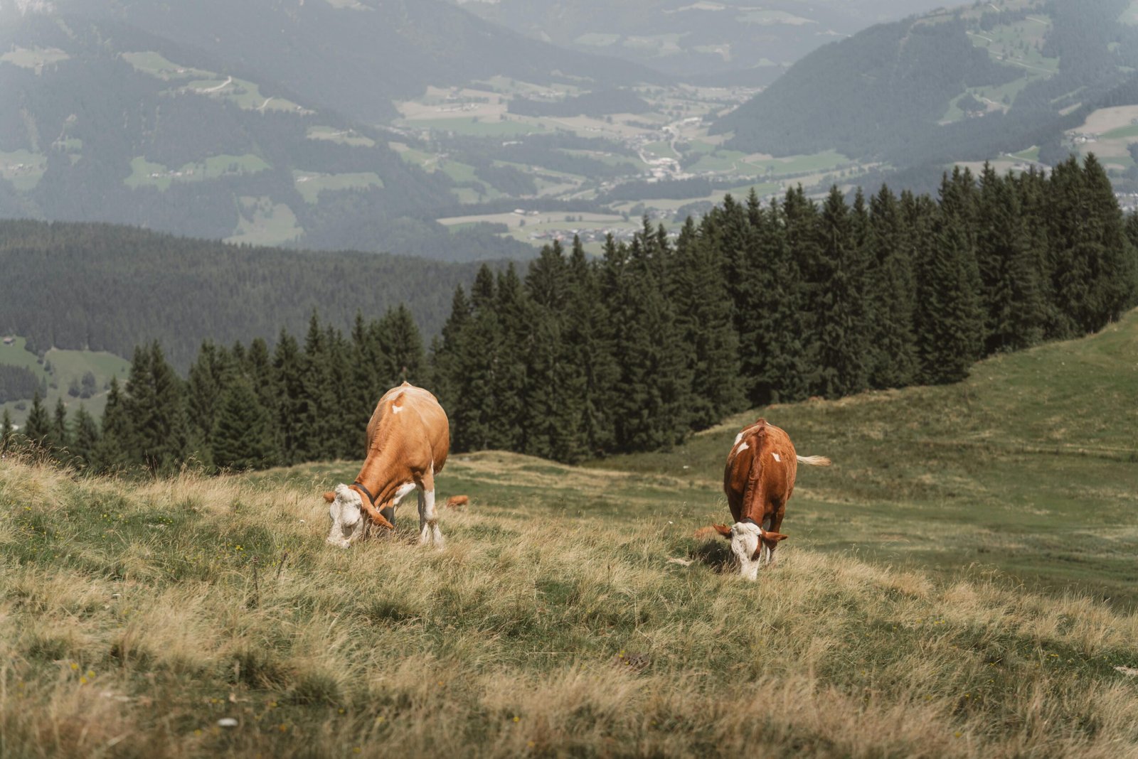 pexels-ahmetyuksek-33670089