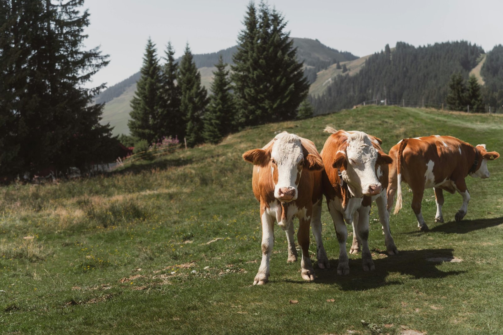 pexels-ahmetyuksek-33747008