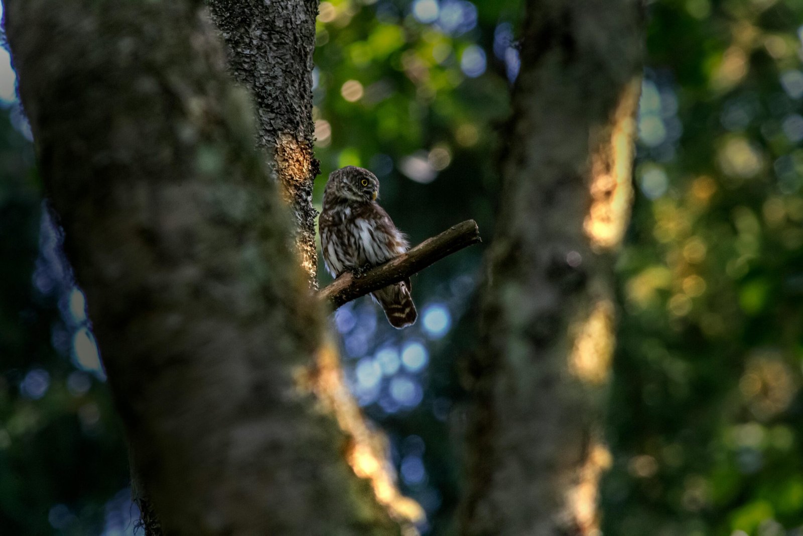 pexels-erik-karits-2093459-10301551