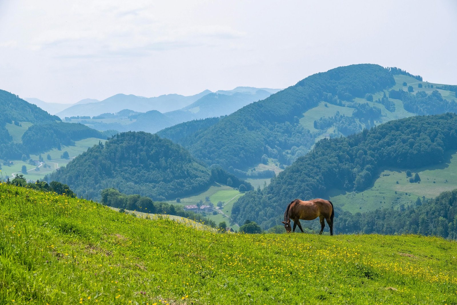 pexels-pth686817-32583996